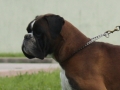 alonso (3)