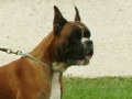aurelio