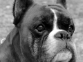 aurelio