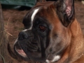 aurelio