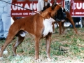 dante (2)