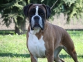 ginevra (2)