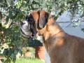 ginevra (3)