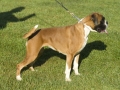ginevra