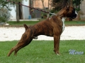 mirco_1