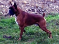 oscar (2)