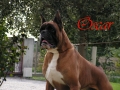 oscar (4)