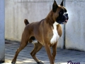 oscar (5)