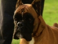 otello (3)