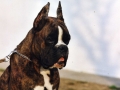 rocco