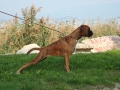 tecla