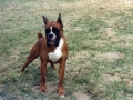 ulisse